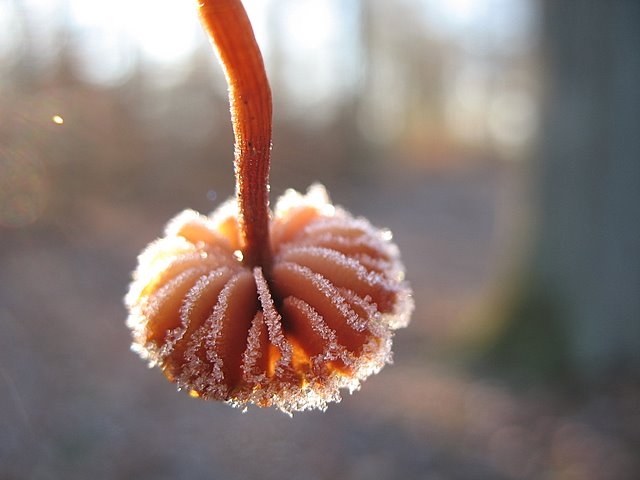 2007 11 Etangs de Hollande 16